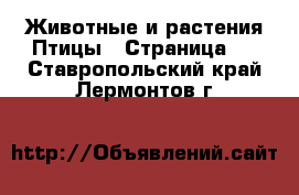 Животные и растения Птицы - Страница 2 . Ставропольский край,Лермонтов г.